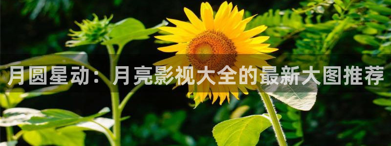 久久人人爽人人爽人人片av不